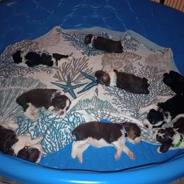 English Springer Spaniel Puppies from IV Springers of California
