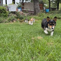 Pembroke Welsh Corgi Puppies from Sherwood Acres Pembrokes