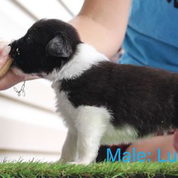 Lupine - Black and white male Border Collie puppy in Summerville, South Carolina from MeadowView