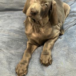 Weimaraner Puppies from Meadow Ridge Weims and Danes