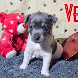 Venom - Blue white and tan male Rat Terrier puppy in Lynn, Alabama from Cryptic Rat Terriers
