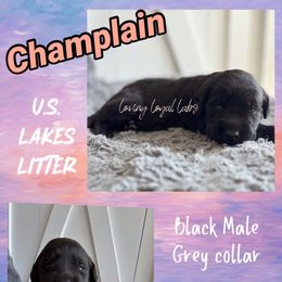 Champlain - Black Male - Grey Collar - Black male Dilute Retriever puppy in Roberts, Wisconsin from Loving Loyal Labs