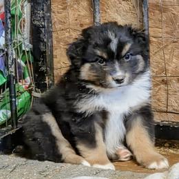 Cricket  II - Black tri female Miniature American Shepherd puppy in Goldendale, Washington from Amulet Charm