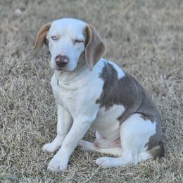 Duke - Beagle