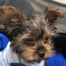 Yorkshire Terriers from Casa de Yorkies