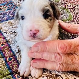 Splishy Girl - Blue merle female Miniature American Shepherd puppy in Jonesborough, Tennessee from Bouchard’s Best Shepherds