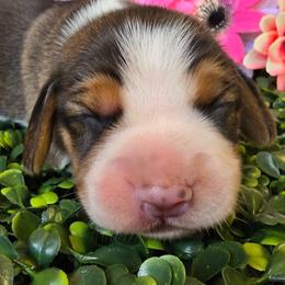 Tri color male - Black tan and white male Beagle puppy in Spring Branch, Texas from Lost Trail Kennels