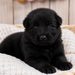 Red Collar - Male - Black male German Shepherd puppy in Charlotte, North Carolina from Zuflucht K9s