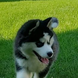 Siberian Husky Puppies from Xk siberians