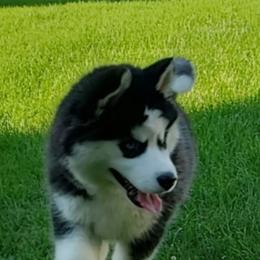 Siberian Husky Puppies from Xk siberians