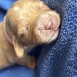 Dachshund Puppies from Golden Dachshunds