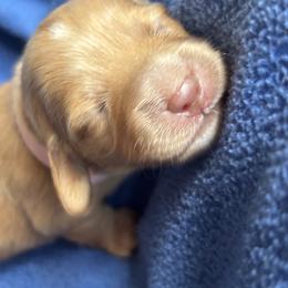 Dachshund Puppies from Golden Dachshunds