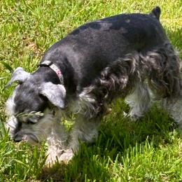 Lilah - Miniature Schnauzer