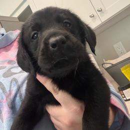 Lime - Black male Labrador Retriever puppy in Menifee, California from The Golden Leash Kennels