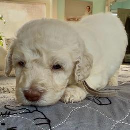 Miss Marvel - Cream female Goldendoodle puppy in Pensacola, Florida from Goldendoodles Love You in Pensacola Friend Edition