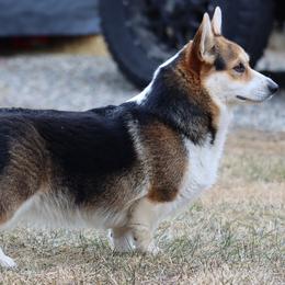 Keeva Bean, Bean - Pembroke Welsh Corgi