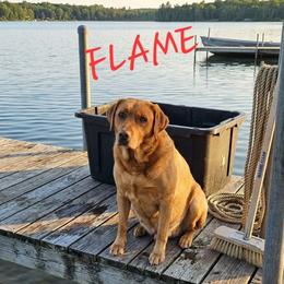 Flame - Labrador Retriever