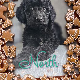 North - Black male Goldendoodle puppy in Rochester, New York from Yankee Doodle Doggies