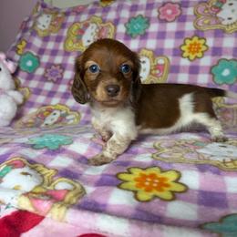 Susie - Piebald female Dachshund puppy in Lake City, Florida from My Ditzy Doxies of Florida
