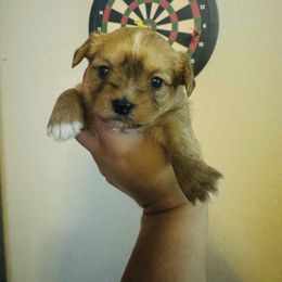 Girl 2 - Black gold and white female Shorkie puppy in San Tan Valley, Arizona from Great Mates