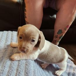 Sara - Piebald female Dachshund puppy in Sacramento, California from Cathy's Dachshunds