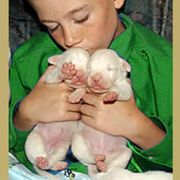 "Cute Dogo Argentino puppies" Dogo Argentino Puppies from Legend Dogos Dogo Argentinos