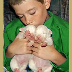 "Cute Dogo Argentino puppies" Dogo Argentino Puppies from Legend Dogos Dogo Argentinos