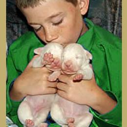 "Cute Dogo Argentino puppies" Dogo Argentino Puppies from Legend Dogos Dogo Argentinos