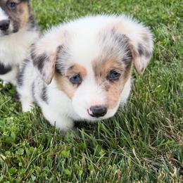 Yukon - Blue merle and white male American Corgi puppy in Scottown, Ohio from Wyndy Ridge Corgis