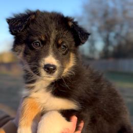 Nova - Girl 5 - Black tri female Miniature Australian Shepherd puppy in Murfreesboro, Tennessee from Norby's Mini Aussies
