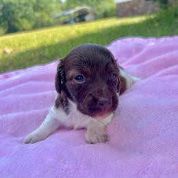 Jade - Piebald female Dachshund puppy in Aiken, South Carolina from State Eight Dachshunds