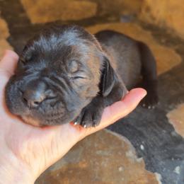 Gray Collar Female - Black female Cane Corso puppy in Jasper, Alabama from C&M Cane Corso