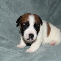 Joy Boy 4 - White and tan male Russell Terrier puppy in Middletown, Virginia from DBF Russell Terriers