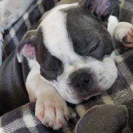 Boston Terriers from Wiggle Butt Bostons
