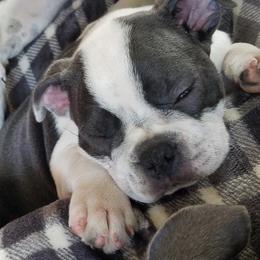 Boston Terriers from Wiggle Butt Bostons