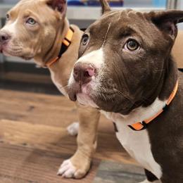 Chocolate Female 1 - Chocolate tri-color female American Bully puppy in Lexington, Kentucky from Deuce's Den