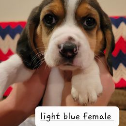 Beagle Puppies from I Wanna Hunt Too