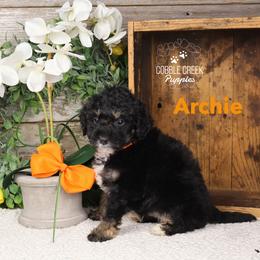 Archie - Phantom male Bernedoodle puppy in Heyworth, Illinois from Cobble Creek Puppies