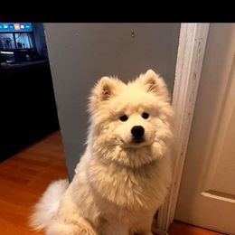 Samoyed All Grown Up from Stirling Silver Samoyeds