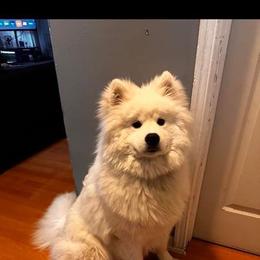 Samoyed All Grown Up from Stirling Silver Samoyeds