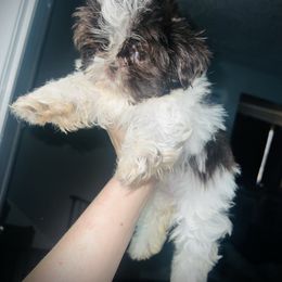 Spot - Liver female Shih Tzu puppy in Garland, Texas from Bibi’s Exclusive Shih Tzus
