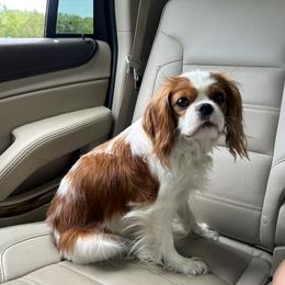 Cavalier King Charles Spaniel Puppies from Cane Creek Cavaliers