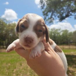 3450..Raya - Chocolate and tan female Dachshund puppy in Winter Haven, Florida from Gateway 2 Little Paws