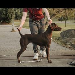 Montana - German Shorthaired Pointer