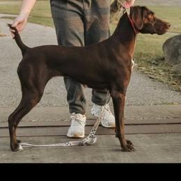 Montana - German Shorthaired Pointer