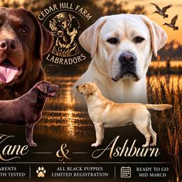 Labrador Retriever puppies from Cedar Hill Farm Labradors