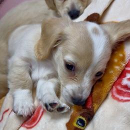 COCONUT Cream pie - Cream female Dachshund puppy in Fort Pierce, Florida from Meldox