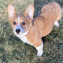 Olive - Pembroke Welsh Corgi puppy from Corgipuppystore