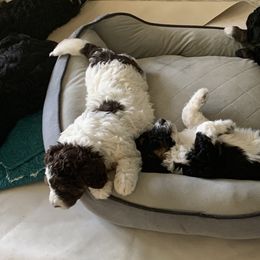 Bernedoodle and French Bulldog Puppies from Top of the Hill Frenchies