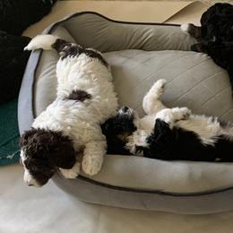 Bernedoodle and French Bulldog Puppies from Top of the Hill Frenchies